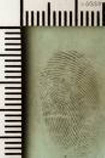 Fingerprint evidence